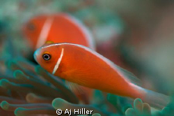 Orange clownfish relax in their anemone surroundings. by Aj Hiller 